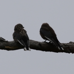 Artamus cyanopterus at Tharwa, ACT - 16 Feb 2024 11:50 AM