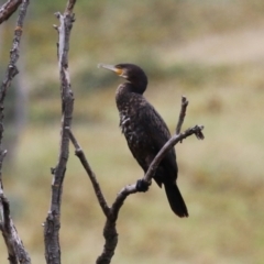 Phalacrocorax carbo (Great Cormorant) at Tharwa, ACT - 16 Feb 2024 by RodDeb