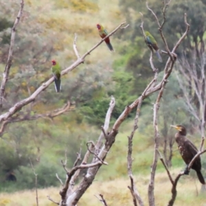 Phalacrocorax carbo at Tharwa, ACT - 16 Feb 2024