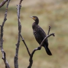 Phalacrocorax carbo at Tharwa, ACT - 16 Feb 2024