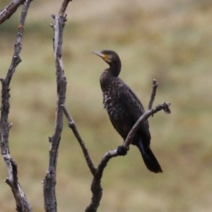 Phalacrocorax carbo at Tharwa, ACT - 16 Feb 2024 12:05 PM