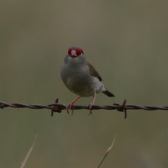 Neochmia temporalis (Red-browed Finch) at Tharwa, ACT - 16 Feb 2024 by RodDeb