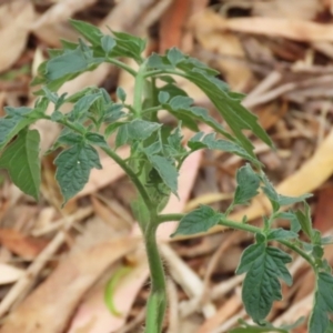 Solanum lycopersicum at Gigerline Nature Reserve - 16 Feb 2024