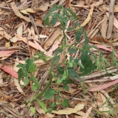 Solanum lycopersicum at Gigerline Nature Reserve - 16 Feb 2024 01:03 PM