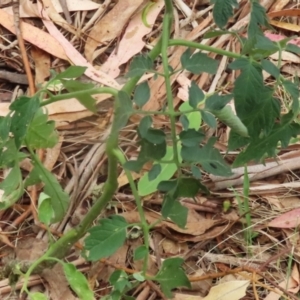 Solanum lycopersicum at Gigerline Nature Reserve - 16 Feb 2024