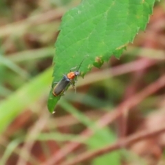 Chauliognathus tricolor (Tricolor soldier beetle) at Tharwa, ACT - 16 Feb 2024 by RodDeb