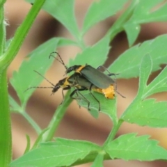 Chauliognathus lugubris (Plague Soldier Beetle) at Tharwa, ACT - 16 Feb 2024 by RodDeb