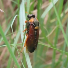 Perga sp. (genus) (Sawfly or Spitfire) at Tharwa, ACT - 16 Feb 2024 by RodDeb