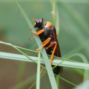 Perga sp. (genus) at Gigerline Nature Reserve - 16 Feb 2024