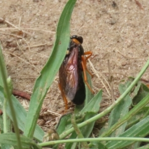 Perga sp. (genus) at Gigerline Nature Reserve - 16 Feb 2024