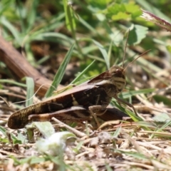 Gastrimargus musicus at Gigerline Nature Reserve - 16 Feb 2024