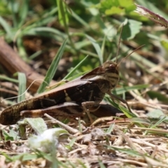 Gastrimargus musicus at Gigerline Nature Reserve - 16 Feb 2024