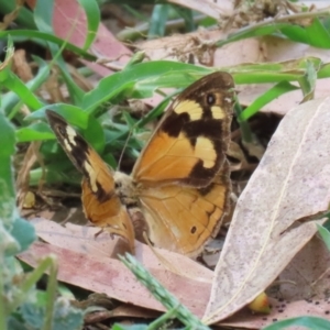 Heteronympha merope at Gigerline Nature Reserve - 16 Feb 2024