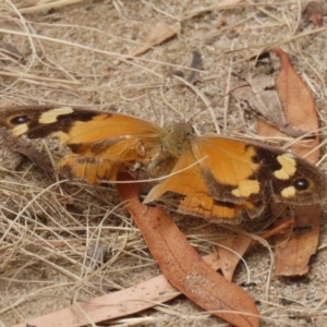 Heteronympha merope at Gigerline Nature Reserve - 16 Feb 2024