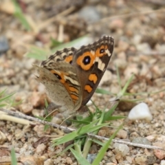 Junonia villida (Meadow Argus) at Tharwa, ACT - 16 Feb 2024 by RodDeb