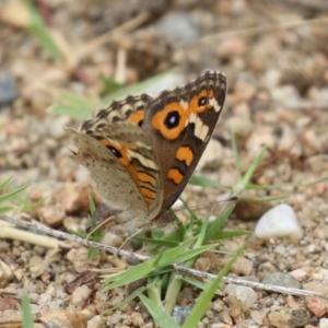 Junonia villida at Gigerline Nature Reserve - 16 Feb 2024 01:38 PM