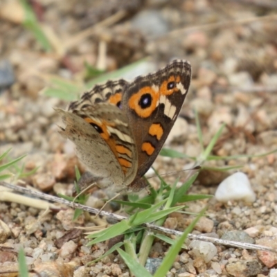 Junonia villida (Meadow Argus) at Gigerline Nature Reserve - 16 Feb 2024 by RodDeb