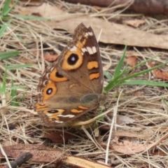 Junonia villida at Gigerline Nature Reserve - 16 Feb 2024