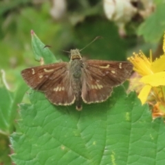 Dispar compacta (Barred Skipper) at Tharwa, ACT - 16 Feb 2024 by RodDeb