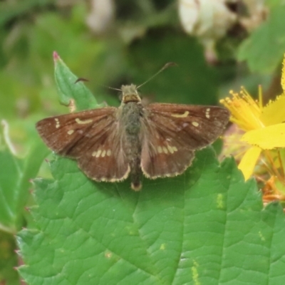 Dispar compacta (Barred Skipper) at Tharwa, ACT - 16 Feb 2024 by RodDeb