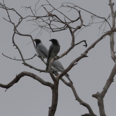 Coracina novaehollandiae (Black-faced Cuckooshrike) at Gigerline Nature Reserve - 16 Feb 2024 by RodDeb