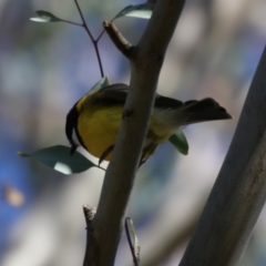 Pachycephala pectoralis (Golden Whistler) at Tharwa, ACT - 16 Feb 2024 by RodDeb