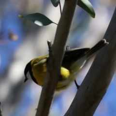 Pachycephala pectoralis at Gigerline Nature Reserve - 16 Feb 2024