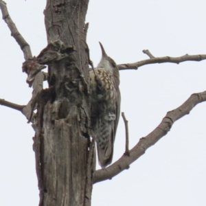 Cormobates leucophaea at Gigerline Nature Reserve - 16 Feb 2024