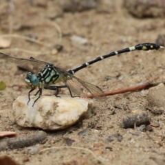 Austrogomphus cornutus (Unicorn Hunter) at Gigerline Nature Reserve - 16 Feb 2024 by RodDeb