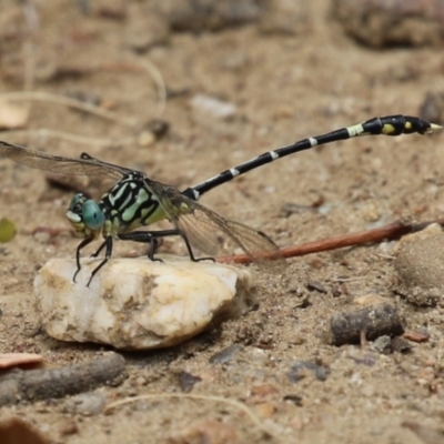 Austrogomphus cornutus (Unicorn Hunter) at Gigerline Nature Reserve - 16 Feb 2024 by RodDeb