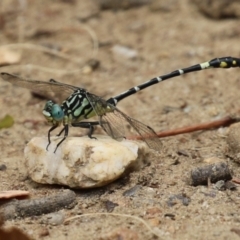 Austrogomphus cornutus at Gigerline Nature Reserve - 16 Feb 2024 01:56 PM