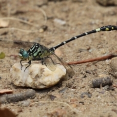 Austrogomphus cornutus at Gigerline Nature Reserve - 16 Feb 2024 01:56 PM