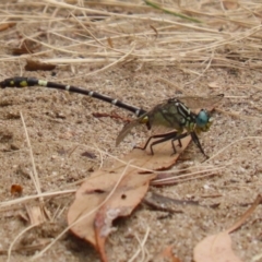 Austrogomphus cornutus at Gigerline Nature Reserve - 16 Feb 2024 01:56 PM