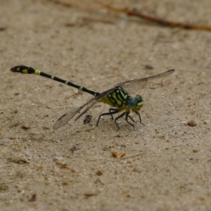 Austrogomphus cornutus at Gigerline Nature Reserve - 16 Feb 2024 01:56 PM