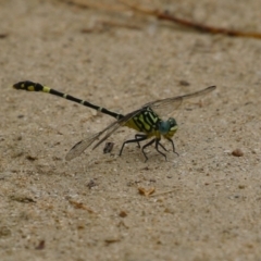 Austrogomphus cornutus at Gigerline Nature Reserve - 16 Feb 2024