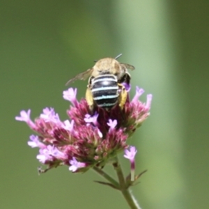 Amegilla (Zonamegilla) asserta at Gigerline Nature Reserve - 16 Feb 2024