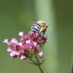 Amegilla (Zonamegilla) asserta at Gigerline Nature Reserve - 16 Feb 2024