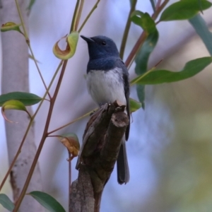 Myiagra rubecula at Gigerline Nature Reserve - 16 Feb 2024