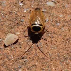 Ellipsidion australe at ANBG - 13 Feb 2024