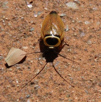 Ellipsidion australe (Austral Ellipsidion cockroach) at ANBG - 13 Feb 2024 by SandraH