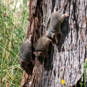 Antechinus flavipes at Chiltern-Mt Pilot National Park - 12 Nov 2023 09:46 AM