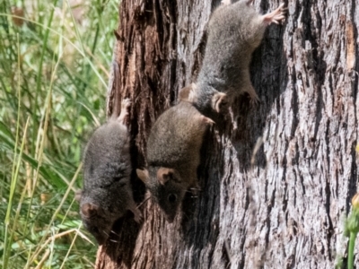 Antechinus flavipes (Yellow-footed Antechinus) at Chiltern-Mt Pilot National Park - 11 Nov 2023 by Petesteamer