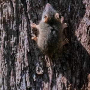 Antechinus flavipes at Chiltern-Mt Pilot National Park - 12 Nov 2023