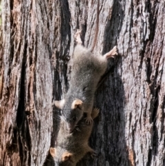 Antechinus flavipes at Chiltern-Mt Pilot National Park - 12 Nov 2023