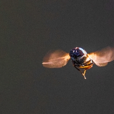 Syrphidae (family) at Longwarry North, VIC - 28 Jan 2024 by Petesteamer