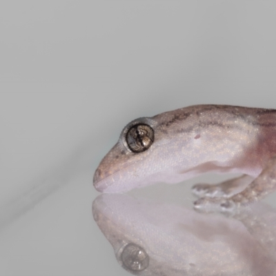 Christinus marmoratus (Southern Marbled Gecko) at Jerrabomberra, NSW - 16 Feb 2024 by MarkT