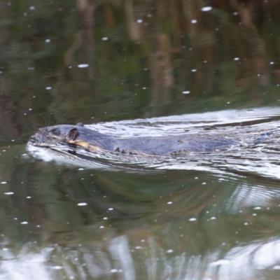 Hydromys chrysogaster (Rakali or Water Rat) at TUG100: North-East Lake Tuggeronong - 17 Feb 2024 by rawshorty