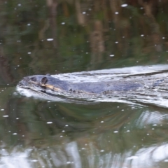 Hydromys chrysogaster (Rakali or Water Rat) at Greenway, ACT - 16 Feb 2024 by rawshorty