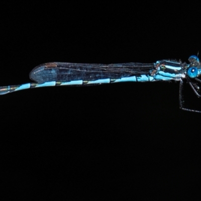 Austrolestes annulosus (Blue Ringtail) at Longwarry North, VIC - 1 Feb 2024 by Petesteamer