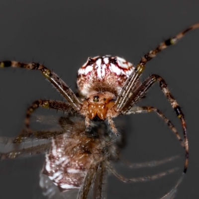Plebs bradleyi (Enamelled spider) at Jerrabomberra, NSW - 16 Feb 2024 by MarkT